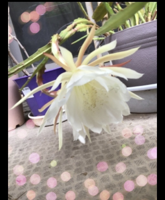 F5F2AE53-1D58-416C-8A92-45DC08FAB55E.jpeg